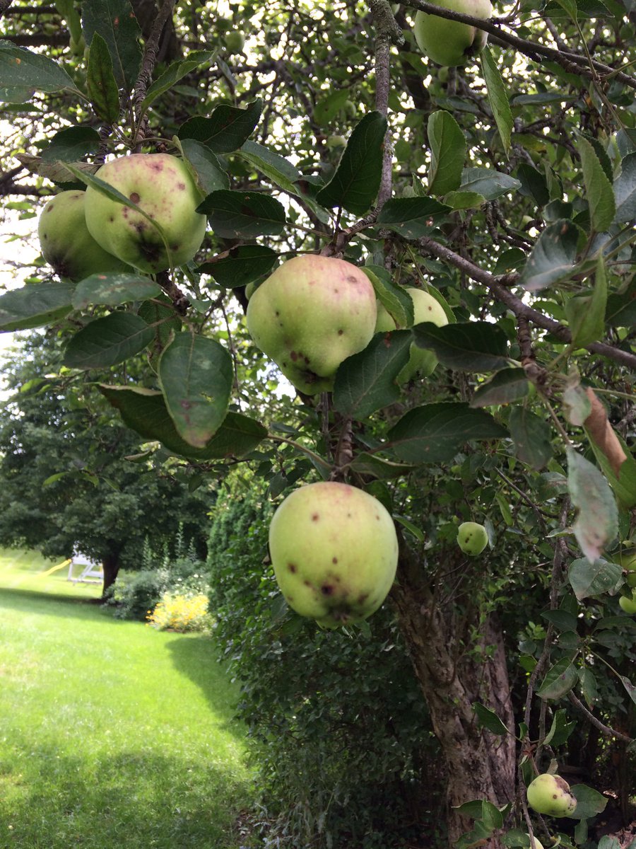 grace_squirrel's tweet photo. A lovely developing pome: indehiscent fruit composed of a swelling inferior ovary! #bio120Sum17 @NutmegSomething https://t.co/NSXmaM1wQi
