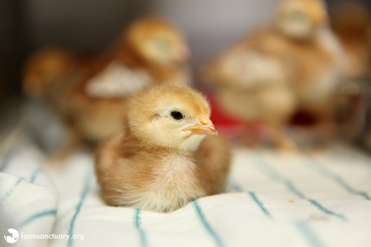 FarmSanctuary's tweet photo. Join us in telling the Postmaster General that chicks &amp; ducklings are not cargo! Sign the petition to have your say: https://t.co/7h9BJOGTEF https://t.co/wbKn8yI7Oq