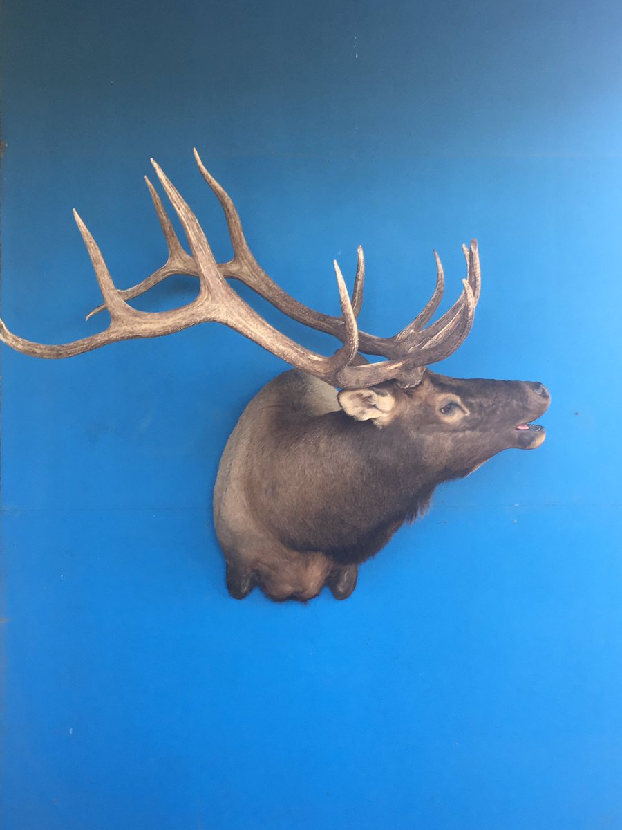 mtnlegendstax's tweet image. Elk #bugling #MountainLegendsTaxidermy #NM #elk #taxidermy