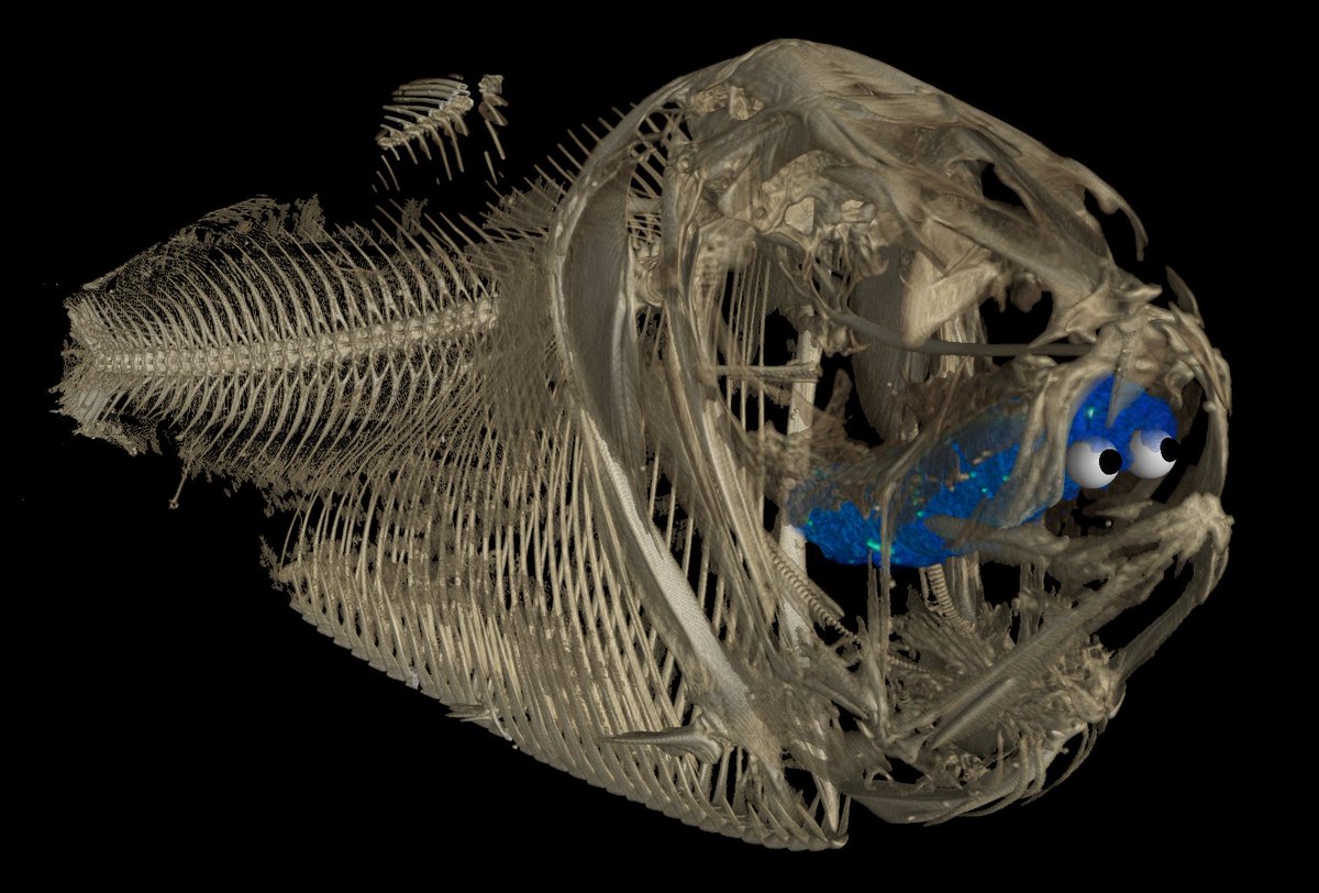 HannahOish's tweet photo. The fruits of some Friday afternoon μCT segmentation practice. Parasitic isopod (blue) hitching a ride in an Atlantic Menhaiden. https://t.co/0PeHjSZipJ
