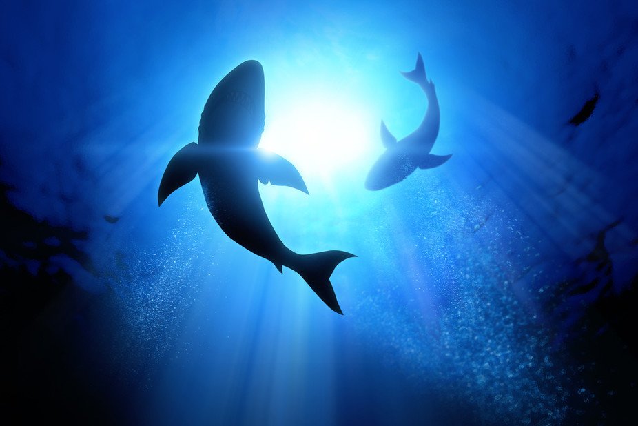 CarmenStb's tweet photo. What does #sharks have to do with #climatechange? See https://t.co/JLdTByzaPa
#fridayfacts #Fridaytopic
@MariusSoU @TC_Africa
@Winelands https://t.co/FyNftOzNPS