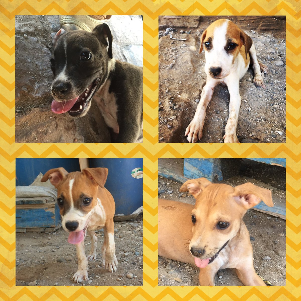 AdopcionesLM's tweet photo. Ellos buscan un hogar, no los abandones #AdoptaNoCompres 💛 #DiaMundialDelPerro #Adopciones #LosMochis 💛 No más perros en las calles 💛 https://t.co/OwcJHmp79B
