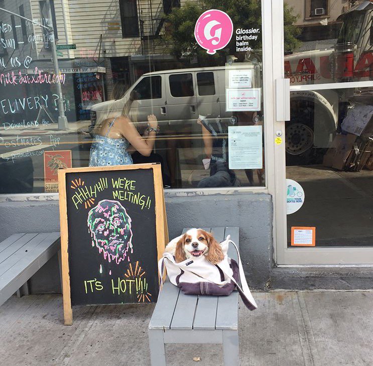 milkbarstore's tweet photo. tgif! #dogsofmilkbar (via our πΆ pal oliver at our williamsburg shop!) https://t.co/UDb7swwxor