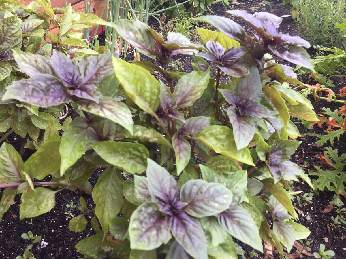 oceanokitchen's tweet photo. We grow all our own fresh herbs at #OceanoKitchen #urbangarden @chefjbearman #JeremyBearman - Purple Basil https://t.co/o7jGyfLSxc