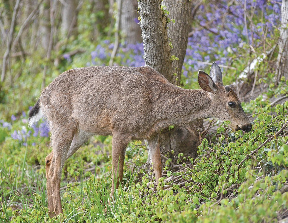 Victoria eyes deer population count dlvr.it/PXSSJH #yyj https://t.co/hBxv3XL681
