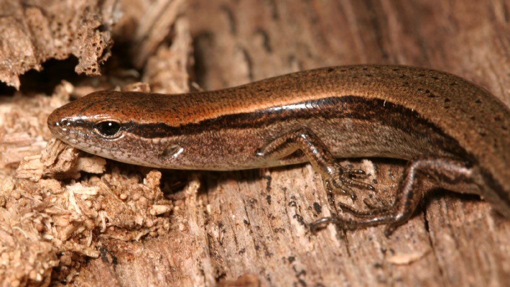 FactualAnimal's tweet photo. Little Brown Skinks will lay eggs in alligator nests &amp; muskrat houses. One study found 932 skink eggs &amp; eggshells in a single alligator nest https://t.co/tzJT9hXIXJ