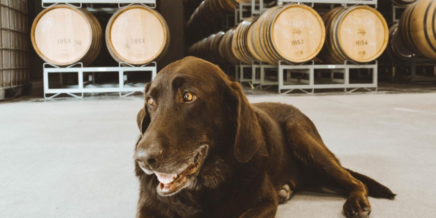 Wa_State_Wine's tweet photo. Behind every great #WaWine-maker is a great #WaWine dog. (π·: @MercerEstates) #HorseHeavenHills #SeattleWine #MercerEstates https://t.co/GaqPUwWSSF
