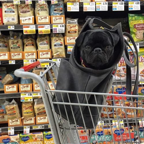 Hector_Shar_Pei's tweet photo. Dogs aren't allowed in ASDA for hygiene reasons, but each little trolley seat has had a 1000 cacky nappies sat in it, now who's unhygienic? https://t.co/ffmLmDtueH