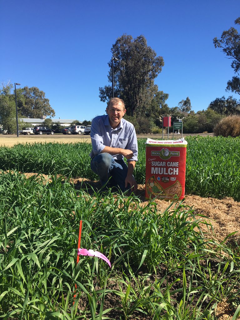 guyroth11's tweet photo. This year I have introduced sugarcane to wheat. Planted the Federation variety bred by Farrier in 1901 with a current variety Suntop https://t.co/RLsWWSFCUD