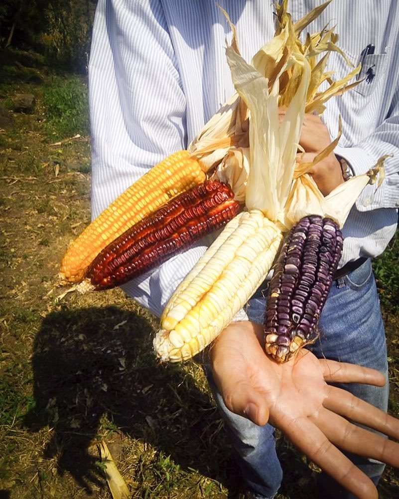 ExtensionismoM's tweet photo. Maíces nativos 🌽🌽🌽 Fotografía compartida por Eduardo Peña Gutiérrez del estado de Morelos #sermexicano #extensioni… https://t.co/iDzrRUuTwZ https://t.co/jwtgkm5Gc6