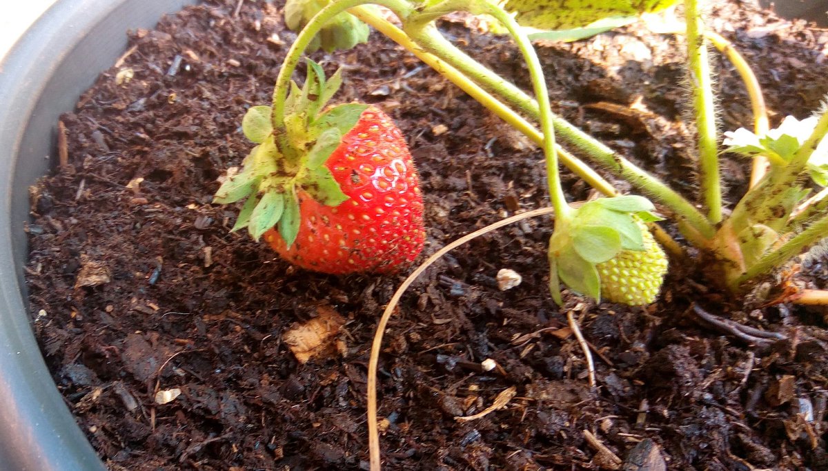 cgulka's tweet photo. #FirstStrawberry #DessertTonight #WorthTheWait https://t.co/4nkmzjKiCO