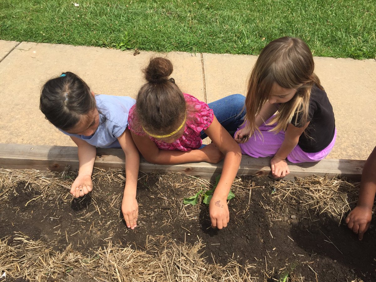 TheRootsFound's tweet photo. Had a great time planting these Cherokee cow peas from @sowtrueseed. Awesome to see kids digging in the dirt and growing good  things! https://t.co/QH52xkUy6i