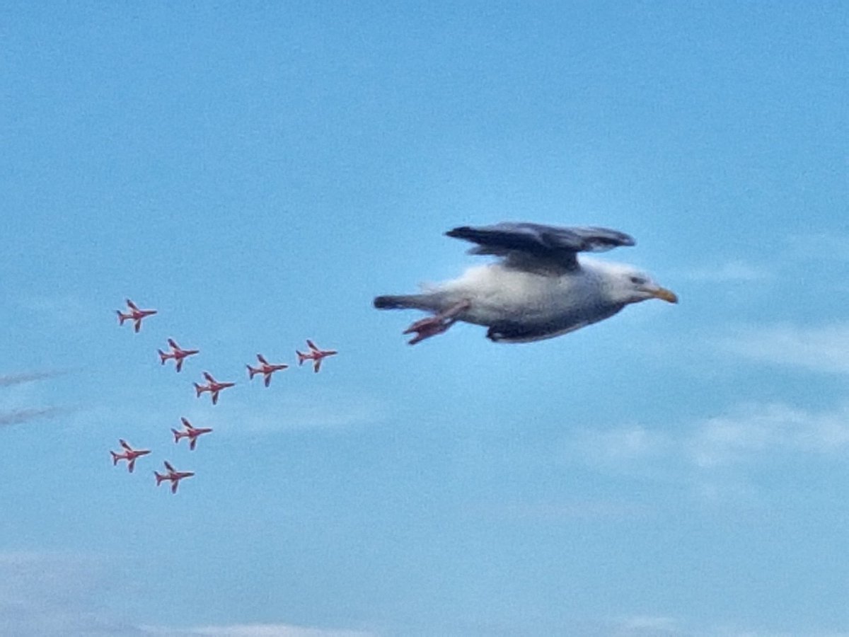 dianne1967's tweet photo. Cannot believe this photo I took at Sunderland airshow tonight!! 🤣 #sunderlandairshow https://t.co/afdiSBRqSk