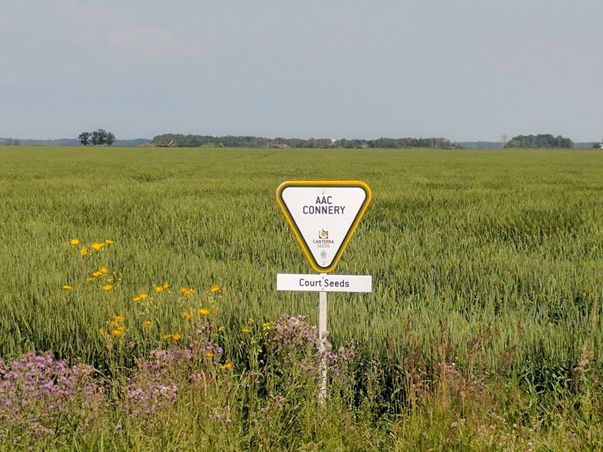TLCourt's tweet image. Field signs are all up for our @courtseeds  crop tour next week. Crops are looking great, hope everyone can make it out!
