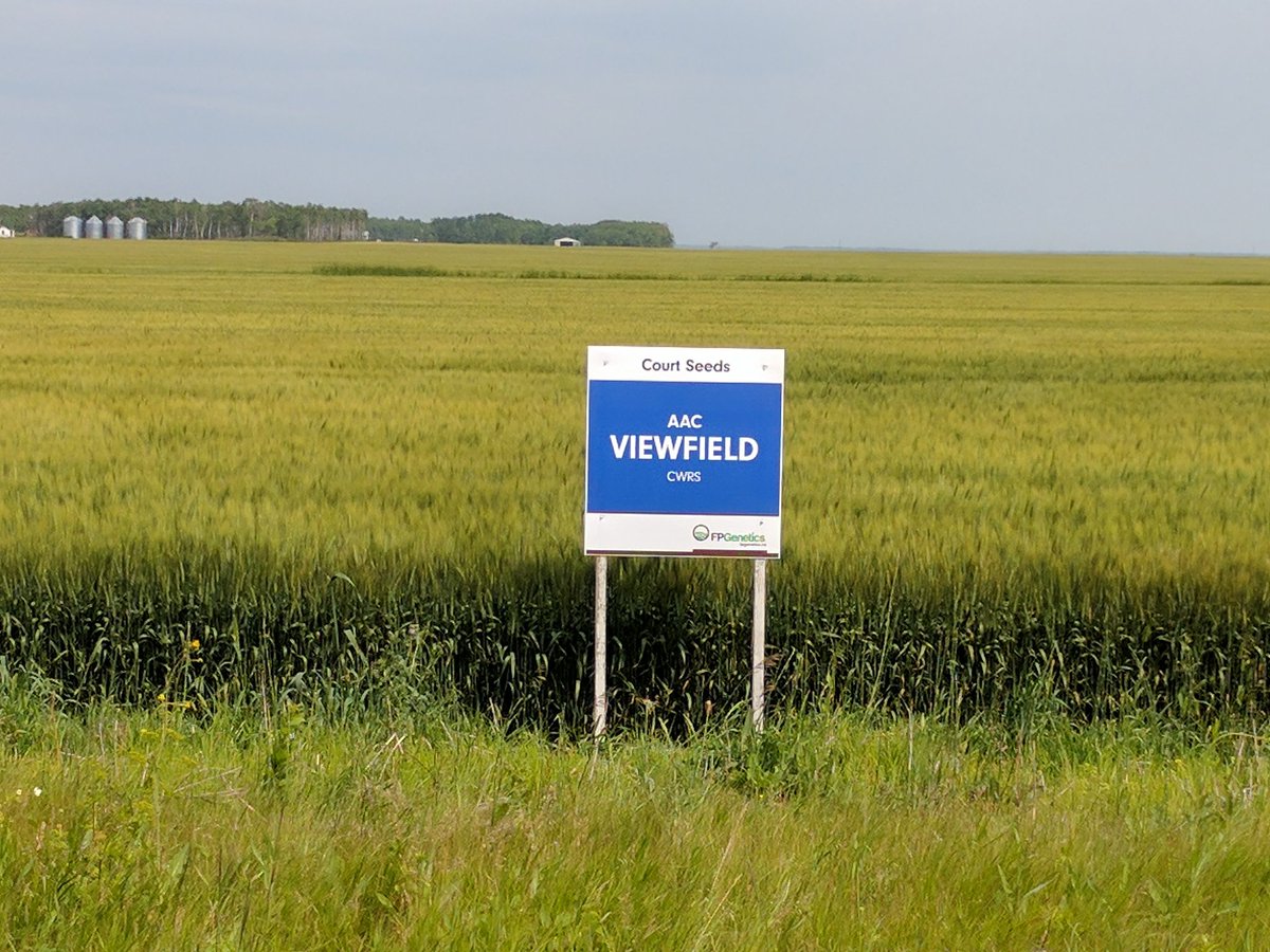 TLCourt's tweet image. Field signs are all up for our @courtseeds  crop tour next week. Crops are looking great, hope everyone can make it out!