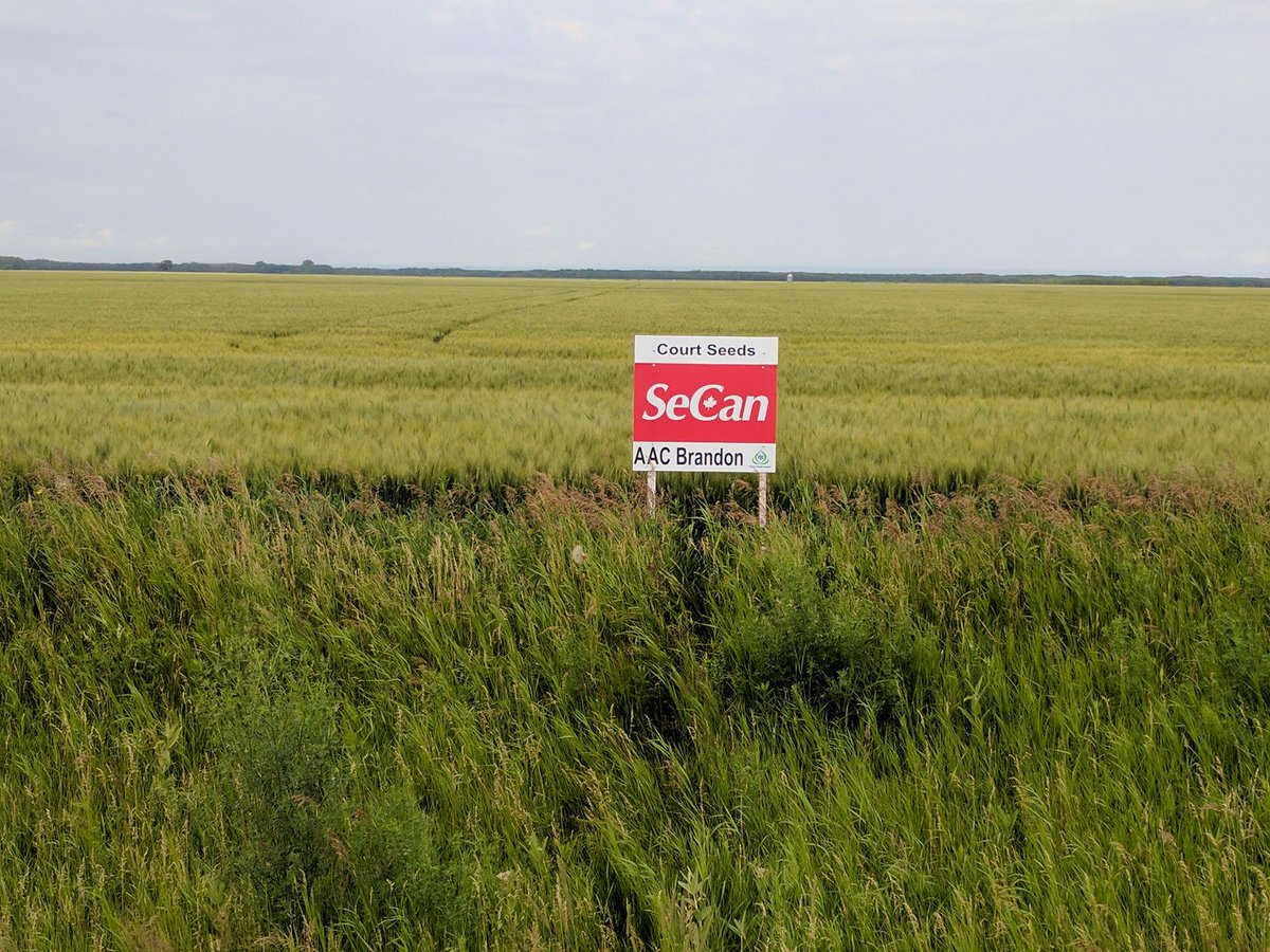 TLCourt's tweet image. Field signs are all up for our @courtseeds  crop tour next week. Crops are looking great, hope everyone can make it out!
