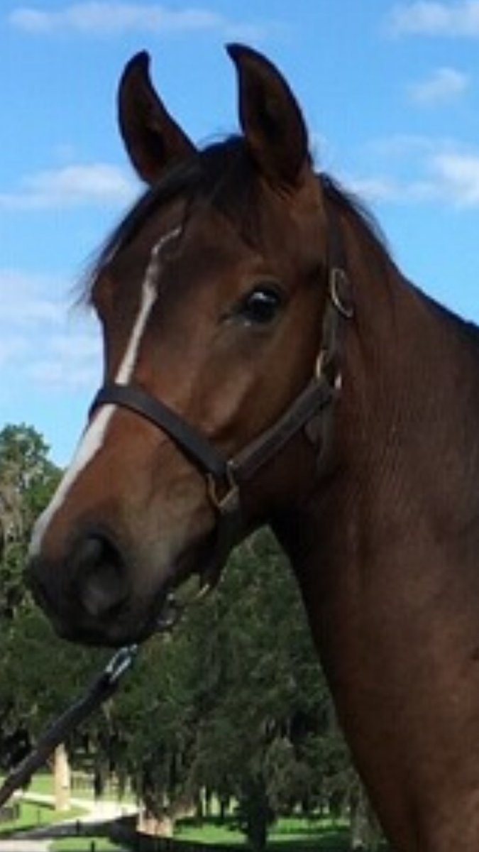 RenCarothers's tweet photo. Y'know I love those Shacklefords 😉😍💖🏇💖 Hope my yearling grows up to make daddy proud. #Shahkaar #FancyEars https://t.co/o63AUdb9fB