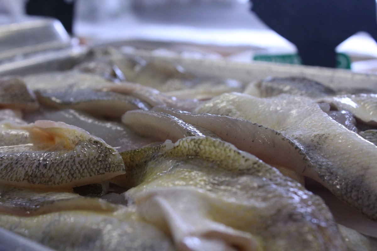 WabashSeafood's tweet photo. The Lake Perch swam in from Erie to "perch" in our store. #lakeperch #lakefish #qualityfish #seafood #goodfood https://t.co/MZqPdvoyAU