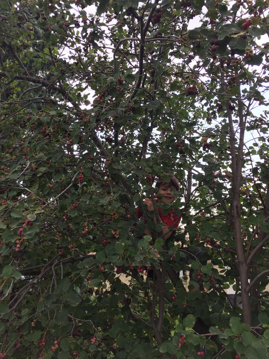 JeffNonay's tweet photo. Saskatoon berries are plentiful this year
#treemonkey https://t.co/VmSCtClCJ5
