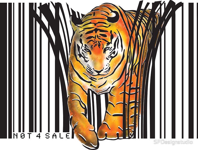samj_jane's tweet photo. Born to be wild #InternationalTigerDay July 29 #OpTigerStorm 🐯https://t.co/5NqcptQ0Gr