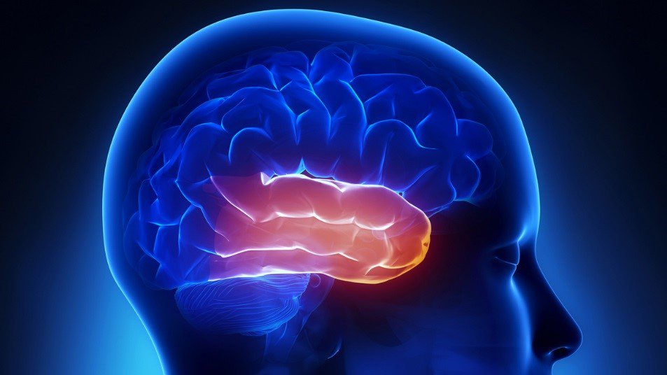 American_Stroke's tweet image. The temporal lobe has several functions, mainly involved with memory, perception and language.