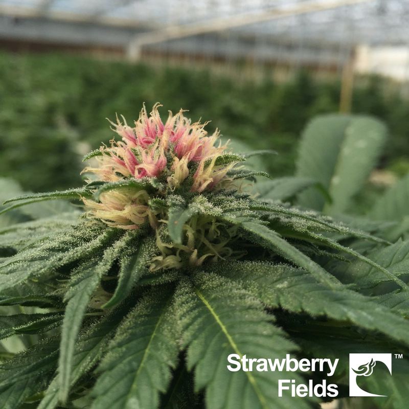 strwbrryfldsmj's tweet photo. The best days are the ones spent with Strawberry Fields. What are your plans this weekend? #strwbrryfldsmj #StrawberryWeekend https://t.co/PYqu0hqRJV