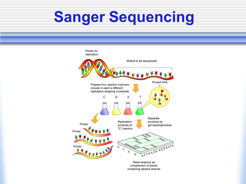 UCM_Bio140_A's tweet photo. #Bio140 #UCMerced Sanger Sequence - Andrea P https://t.co/2K7rqyut8V