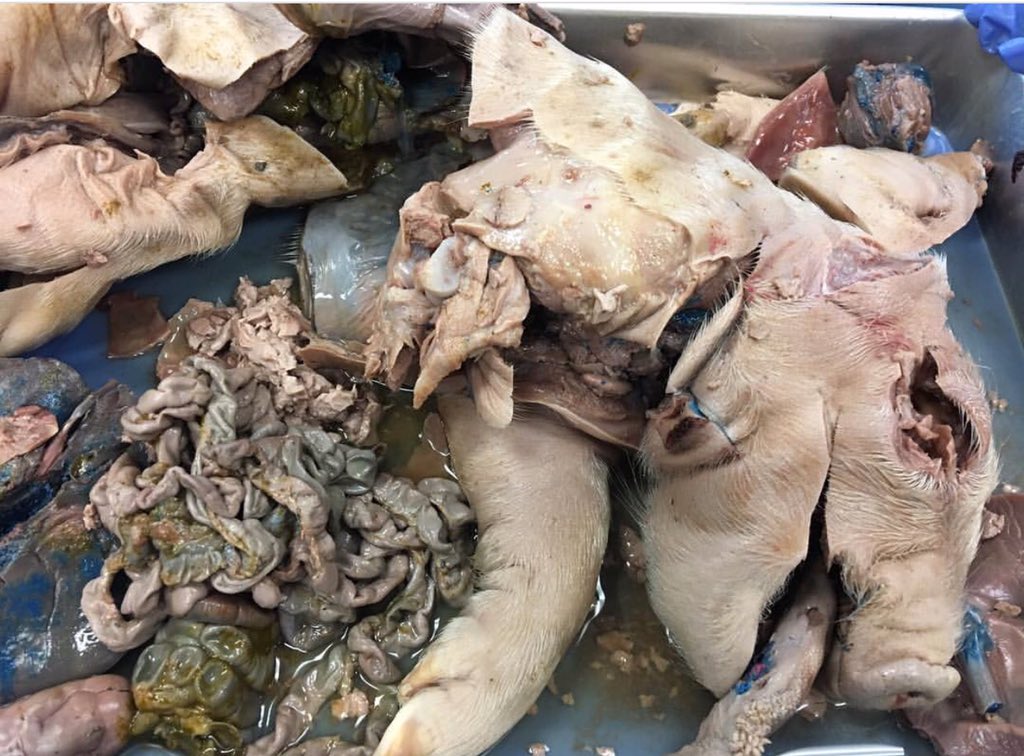 PatatoeKevin's tweet photo. @PaulZoetermeer @sianbennett12 @peta Oh well 🤷🏻‍♂️🤷🏻‍♂️🤷🏻‍♂️ believe what you want.. https://t.co/U169WNMKYs