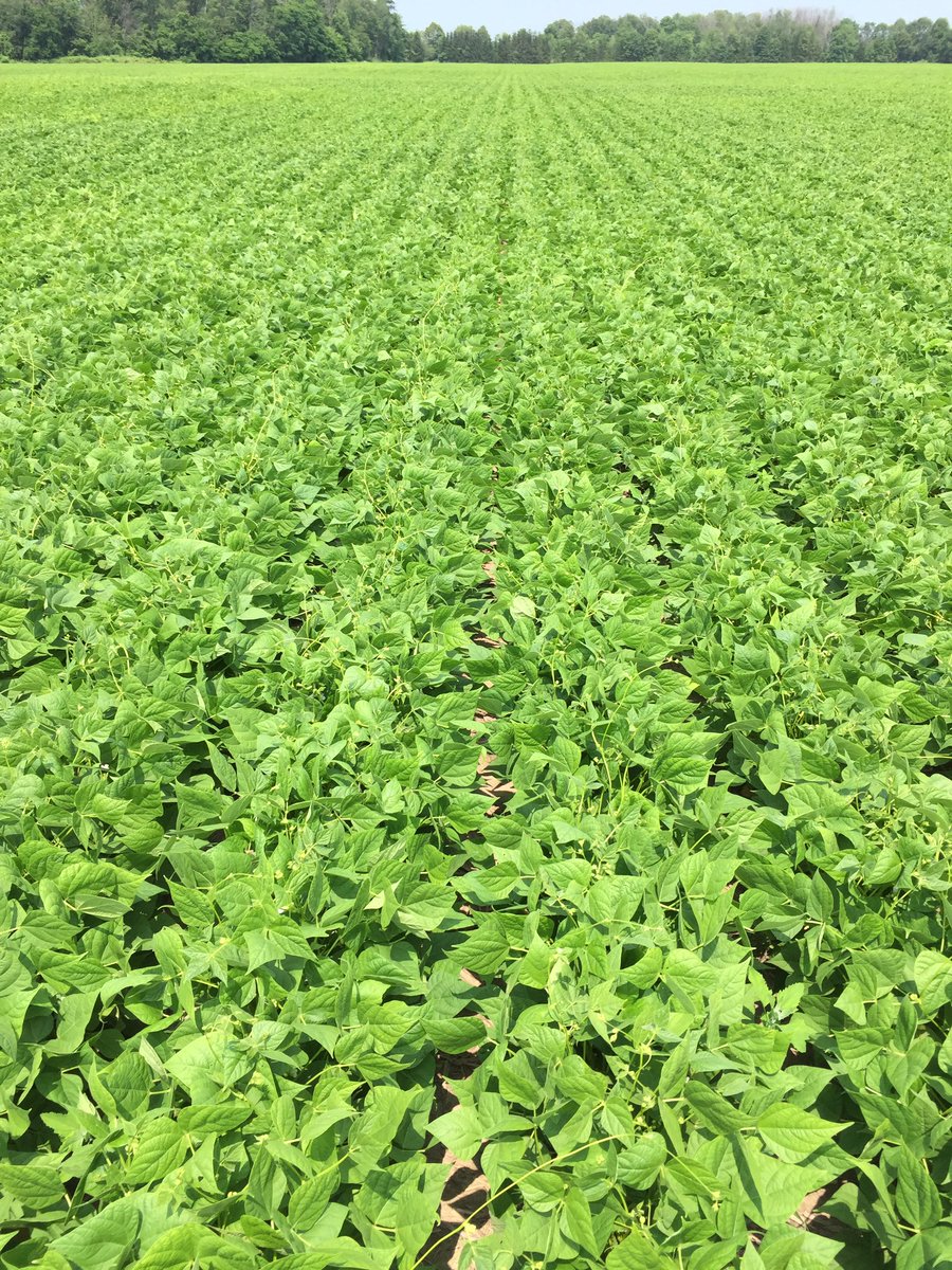 Prime time for a shot  of Allegro-Quadris on these white beans <a href="/syngentacanada/">Syngenta Canada</a>