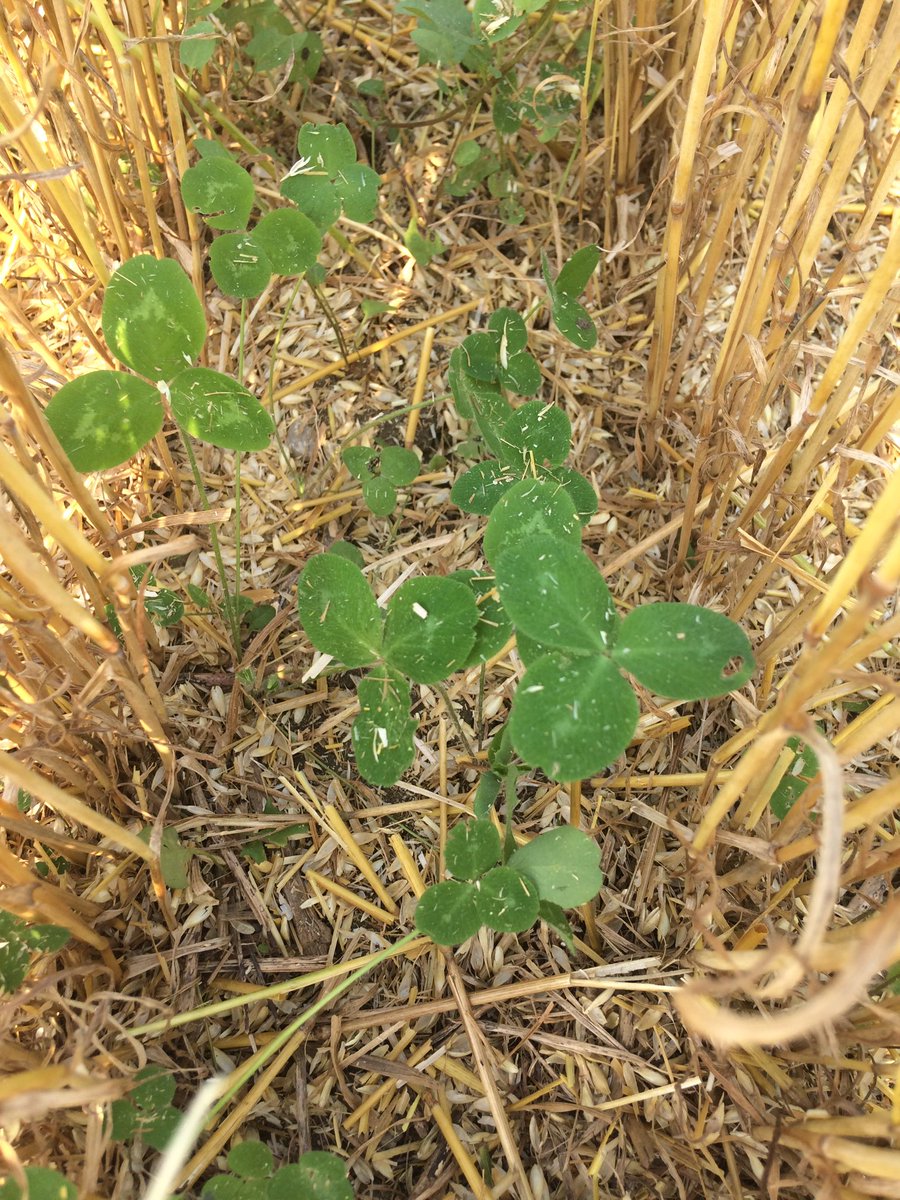 Alex Zelem (@alex_zelem) on Twitter photo Test plots all wrapped up for the day, time to put the hammer down and get at it! Hey look the clover caught☘️<a href="/loritaylor21/">Lori Zelem</a> #seriouswheat Test plots all wrapped up for the day, time to put the hammer down and get at it! Hey look the clover caught☘️<a href="/loritaylor21/">Lori Zelem</a> #seriouswheat