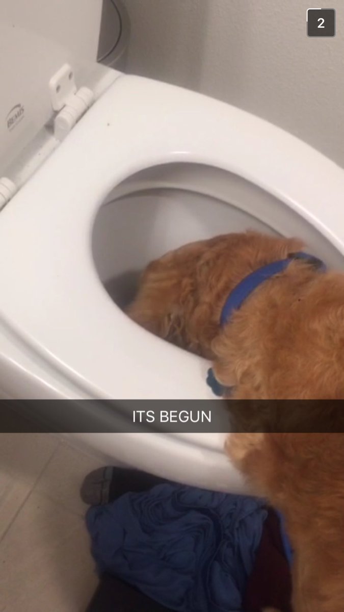 billrosling's tweet photo. That's my dog for you...😂😬 https://t.co/VIAzKlWU3t
