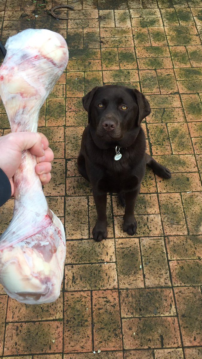 fillx's tweet photo. Dog included for scale. https://t.co/iXSSrEj2y7