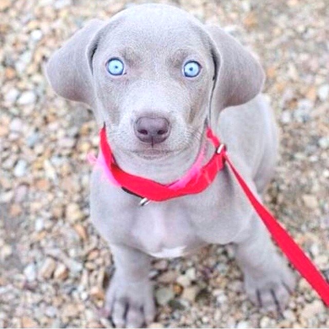 discountdogs's tweet photo. https://t.co/ay3607xl6p