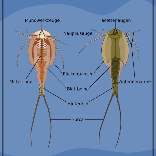 #Infografik: Das #Triops Faktenblatt. Die interessantesten Infos über Triops auf einem Blick: experimentasia.de/triops-infogra…😍