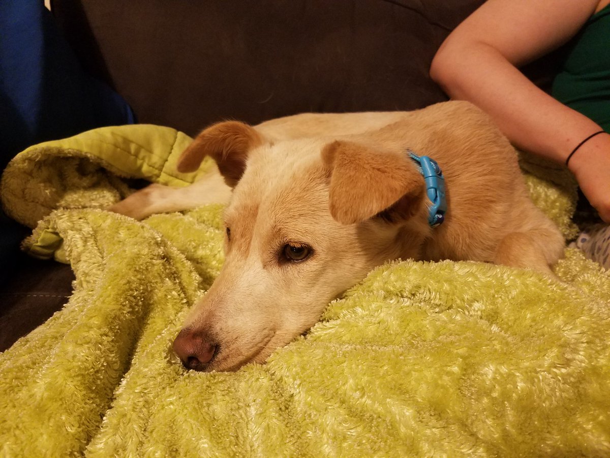 BowTieNinja's tweet image. I would like to introduce our new floof. Brienne of Tarth, the newest member of our dire wolf pack. @lovegwendoline @GRRMspeaking #firstbath