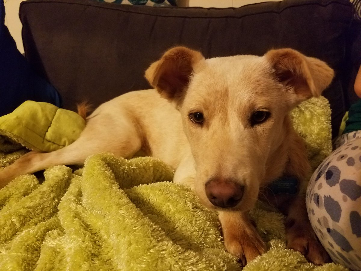 BowTieNinja's tweet image. I would like to introduce our new floof. Brienne of Tarth, the newest member of our dire wolf pack. @lovegwendoline @GRRMspeaking #firstbath