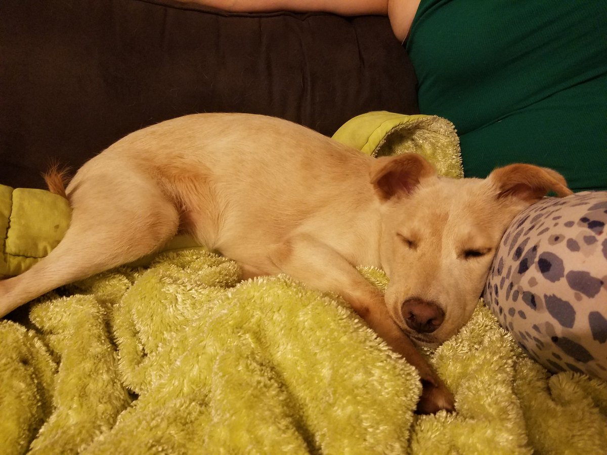 BowTieNinja's tweet image. I would like to introduce our new floof. Brienne of Tarth, the newest member of our dire wolf pack. @lovegwendoline @GRRMspeaking #firstbath