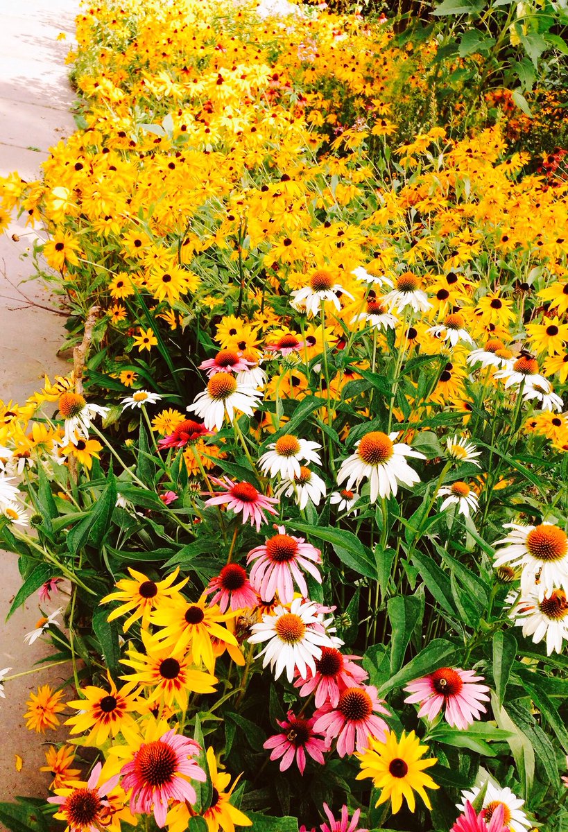 As we walked in fields of gold...having a lovely night! #happiness