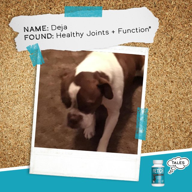 gofetchfordogs's tweet photo. “Deja’s legs used to lock up on her. Now she’s living her life to the fullest! Thanks, FETCH!” https://t.co/oNPsEwC6Ee https://t.co/GvbcJBEGP0
