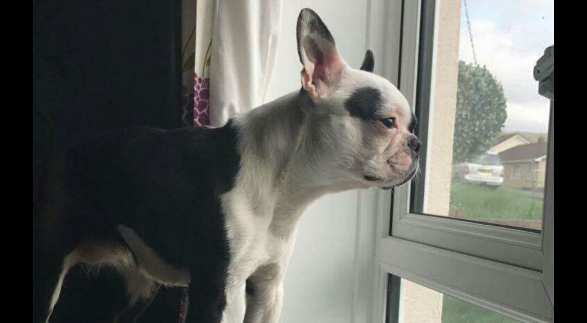 chipandscan's tweet photo. #FindBoston #thunderclap 24/07 #lostdogalert https://t.co/7usjwFJMOn #woofwoof https://t.co/jfutO4xNDS