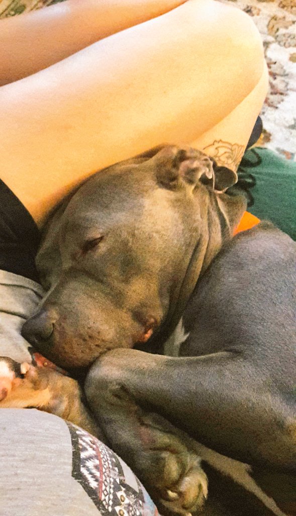Snuggles from Stubby

#pitbull #Dog #Pibble #Snuggles #Happy #Naptime