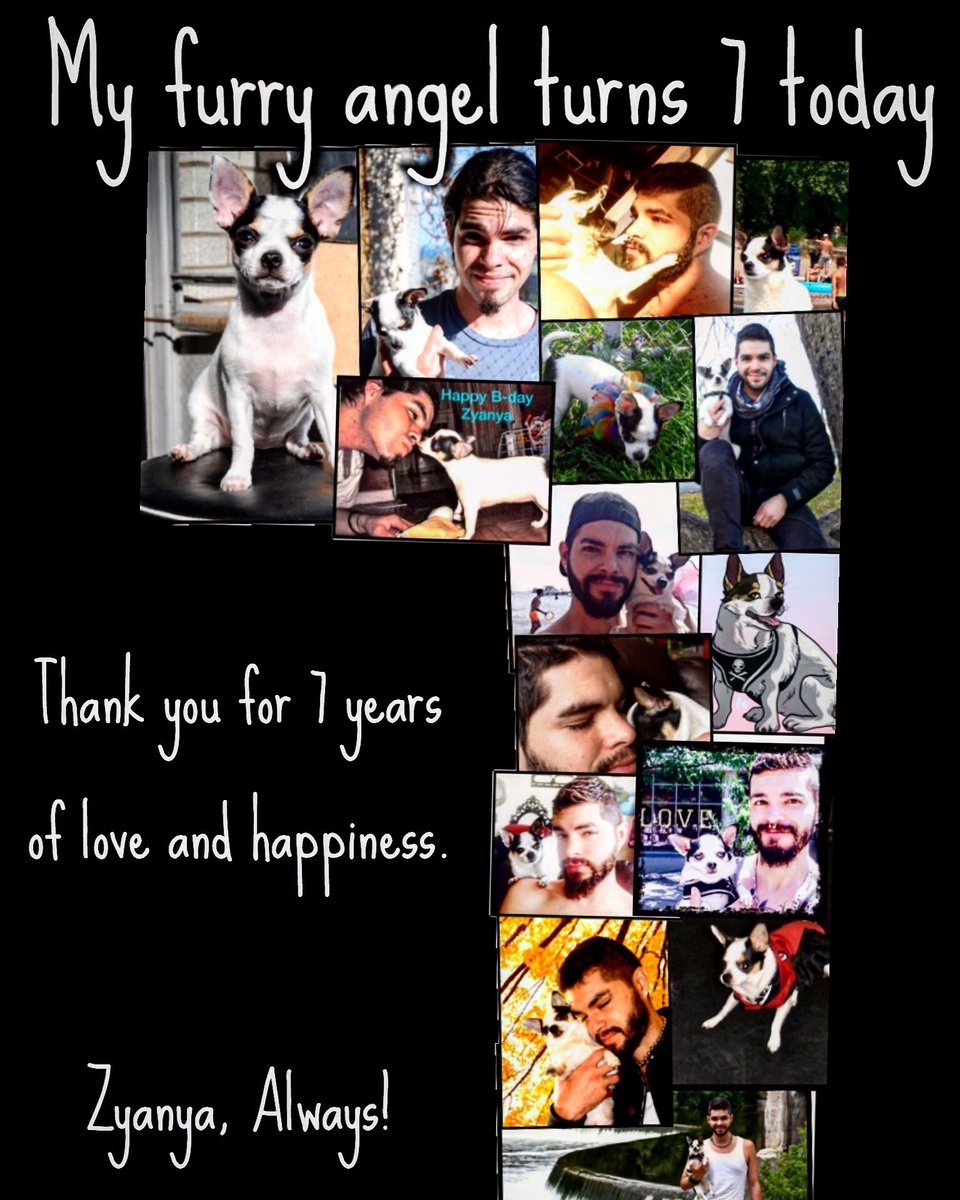 PoloIzquierdoTO's tweet photo. Today is my furry angel @ZyanyaThePooch 7th bday! Thanks for 7 yeats of love and happiness my munchkin ! https://t.co/S3Rymlhmhn