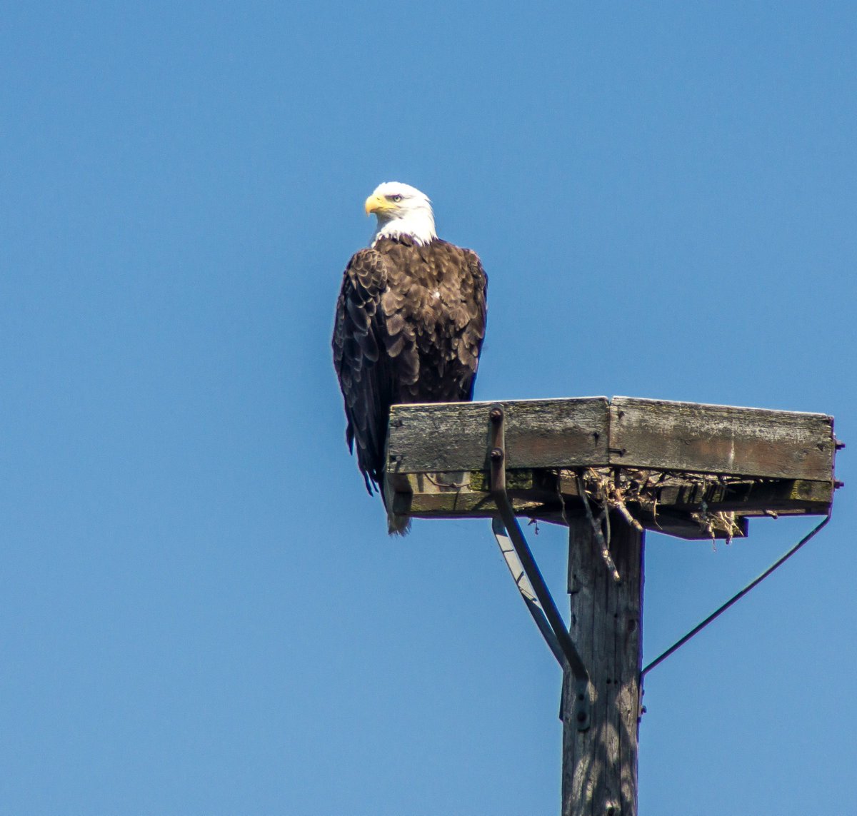 johnephoto's tweet photo. Willow Flowage Bald Eagle #mkephotographer #photography #johnephoto #igwisconsin #travelwisconsin #wildlife #baldeagle https://t.co/JHIFNqoVAb