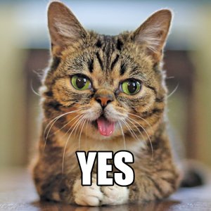 Dent_the_cat's tweet photo. @Chrisapedia @Magandaloaf @shiraz @meatbillies  https://t.co/cozMKCDvgE