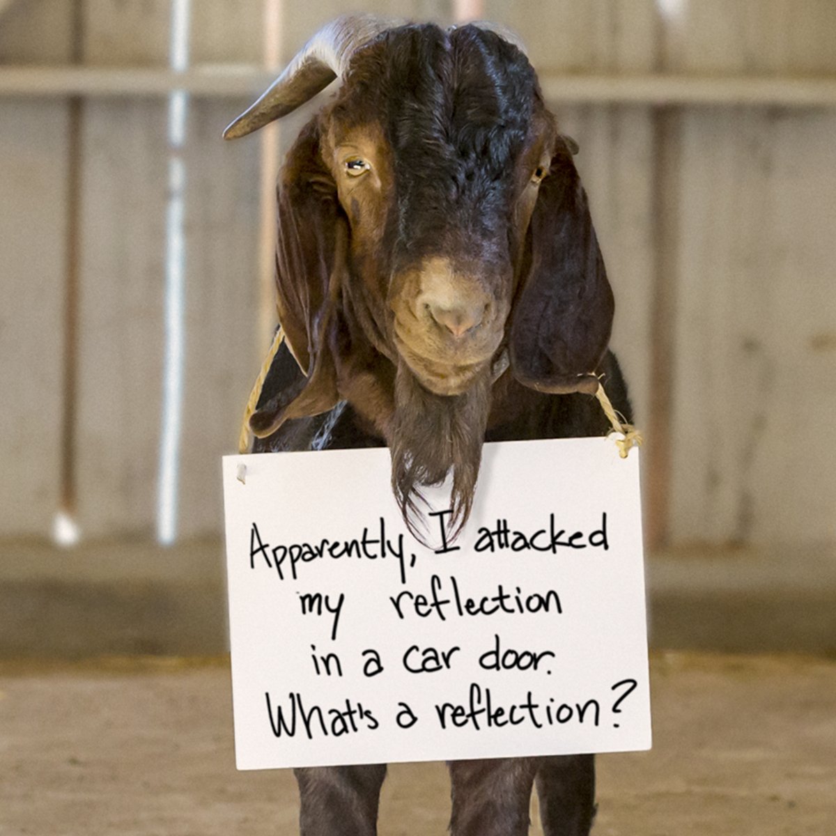 RodMudd's tweet image. This little goat saw his reflection in a car and decided to ram it, repeatedly. Make sure you have prepared for when the unexpected strikes.