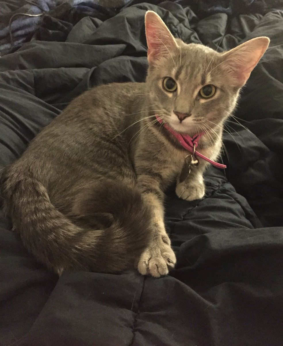 ChloeAndSammy1's tweet photo. Why do humans always get mad when I wake them up? They can always sleep during the day like I do 🐾 #Caturday #cats #Purrsday #CatsofTwitter https://t.co/bFqvhnrxjv