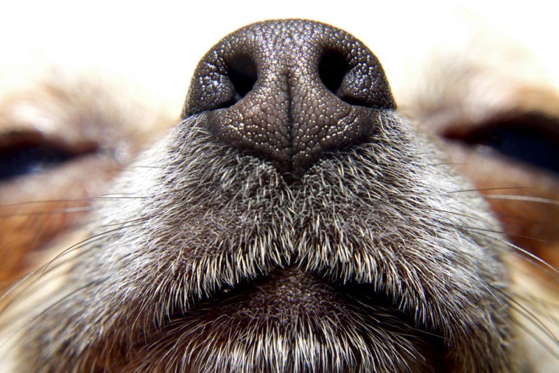 cannabist's tweet photo. Some Colorado police are training dogs to ignore marijuana when sniffing for drugs https://t.co/KODZSjkp4b https://t.co/wq2LQiOe1s