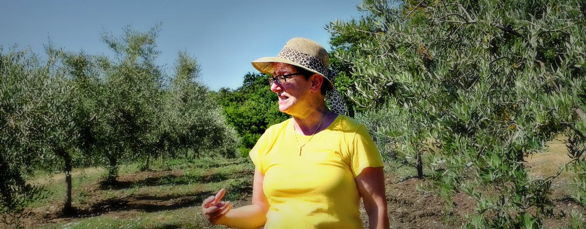ByTheOlive's tweet photo. INSPIRATIONAL STORIES - Oliva Lucia: A Tale of Love, Loss and Leccino in Istria - https://t.co/0GloJjv8Rn - https://t.co/eKLGcCj2J9