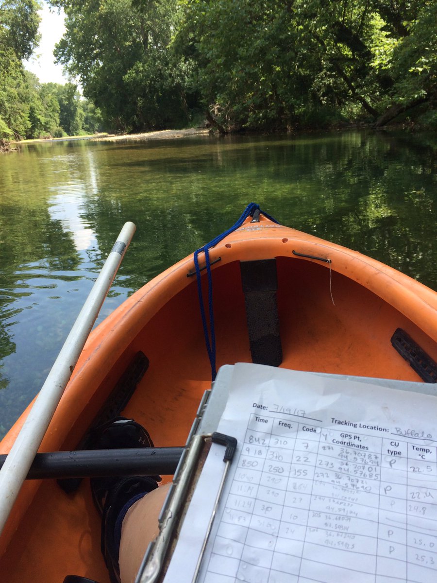 bowe_madison's tweet photo. I hope my lab fish didn't mind sharing me with the small mouth bass we were radio tracking the past few days! #LabVacation #REUStreamTeam https://t.co/mAr7E72jIp