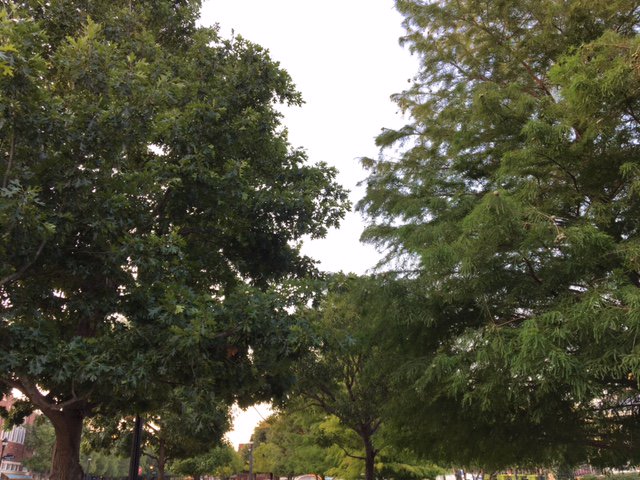 Austin may give local tree ordinances the ax Southlake's Mayor is fighting efforts to prohibit local laws protecting trees @NBCDFW 10pm